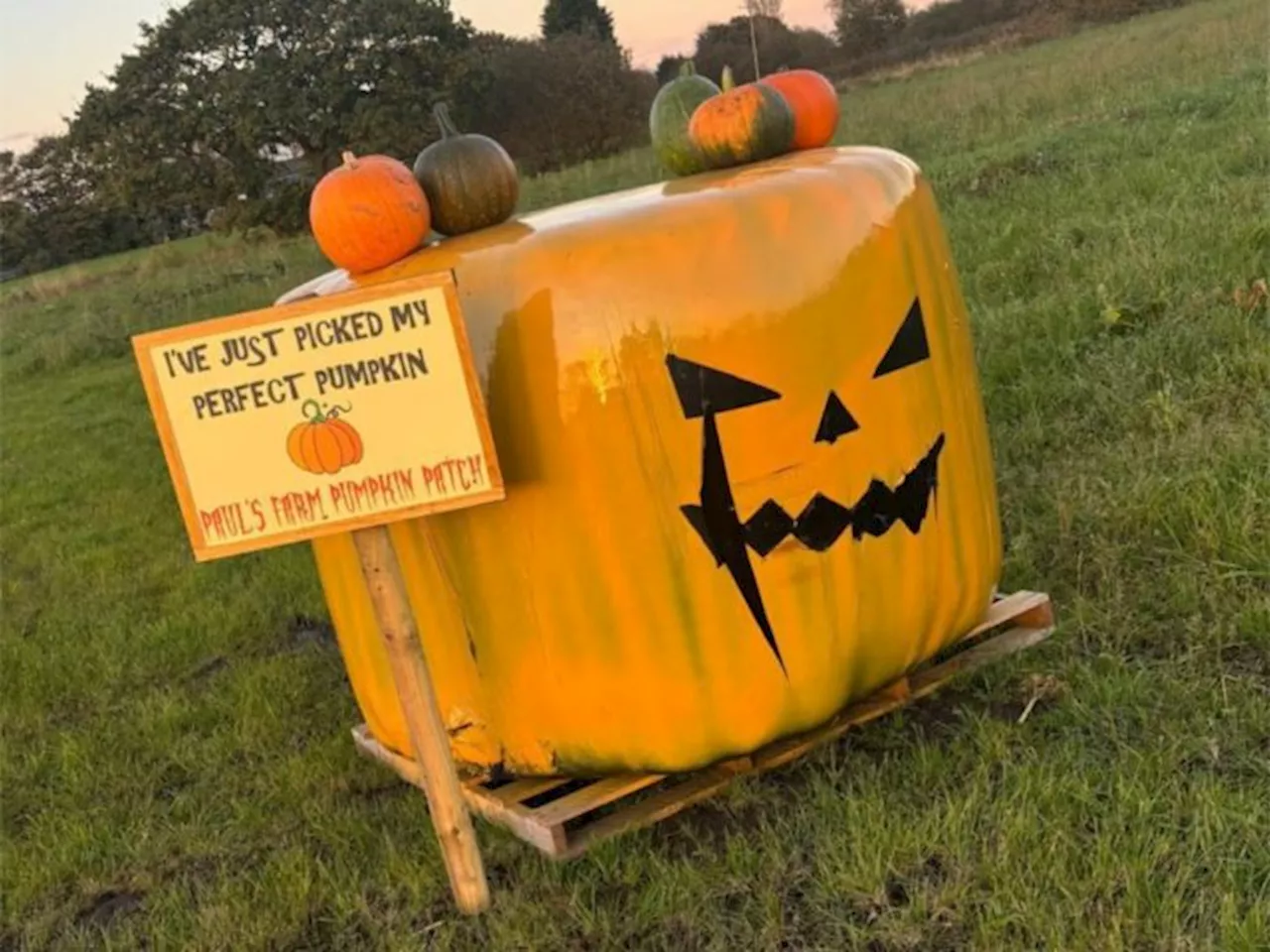 Leyland-based pumpkin patch promises fun for all the family