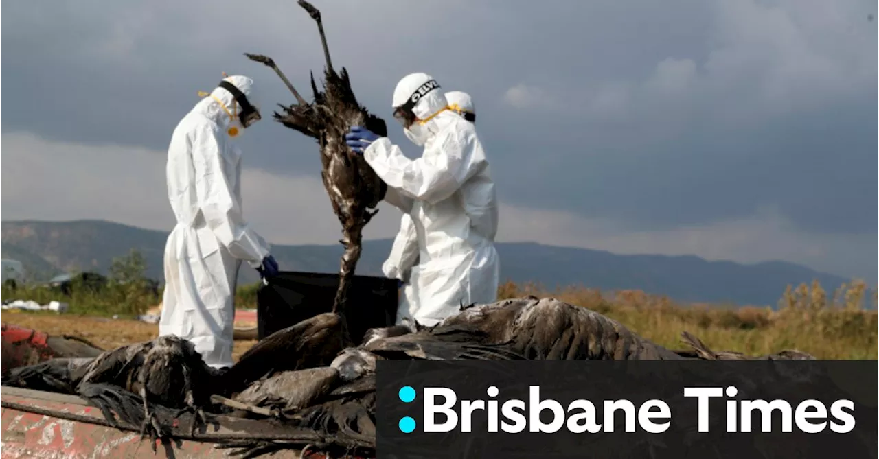 Wildlife emergency: Australia prepares for bird flu onslaught