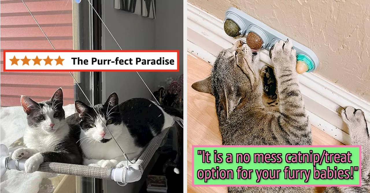 27 Things Your Cat Would Ask For If They Could Speak