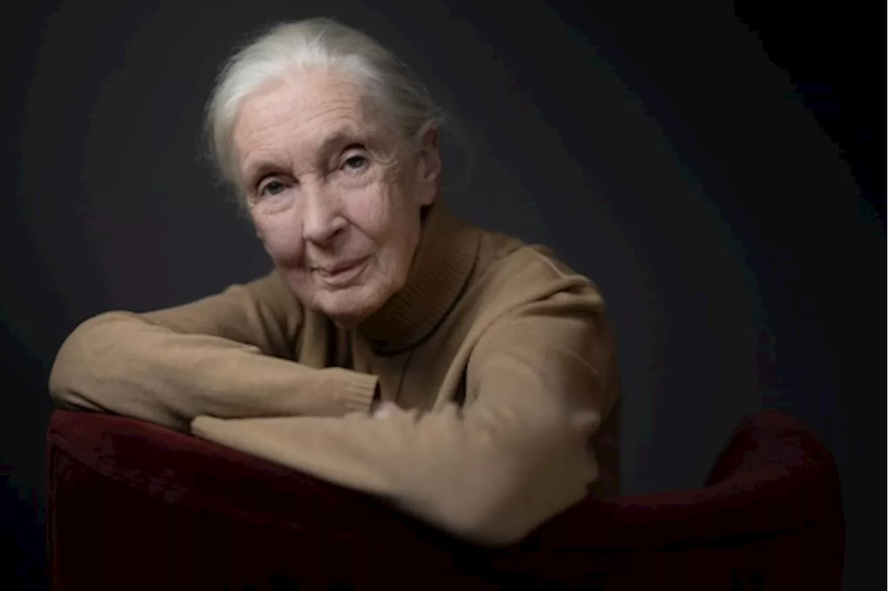 Biodiversité: la primatologue Jane Goodall appelle la COP16 à 'l'action'