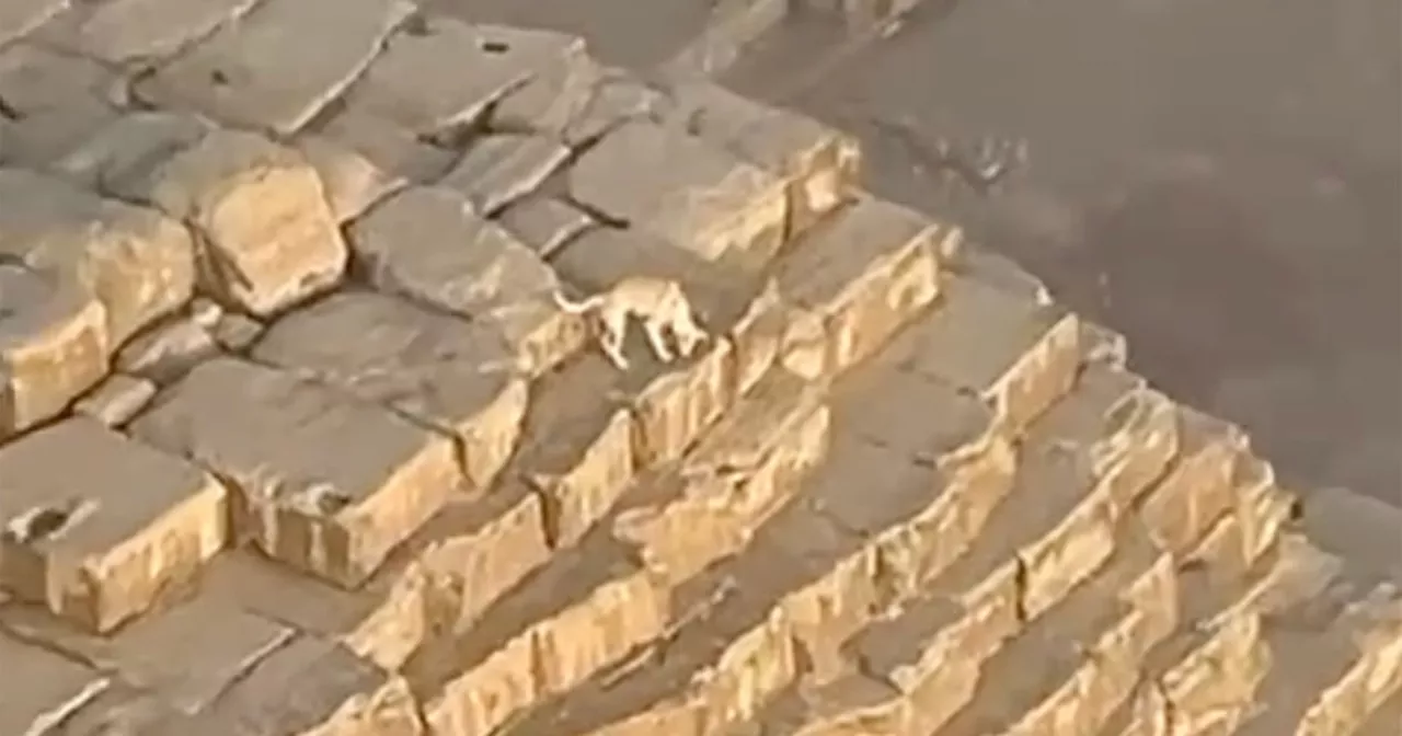 Dog spotted hanging out on top of ancient pyramid in Egypt