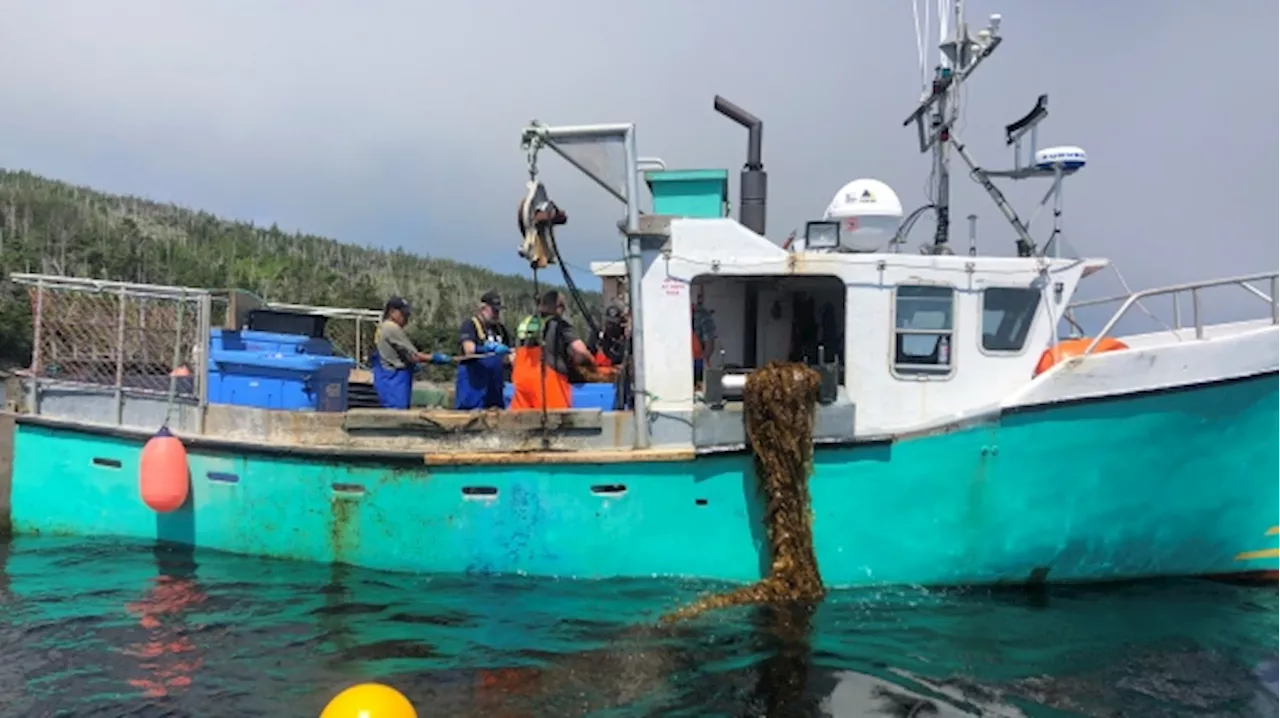 How an N.L. community is using seaweed to filter its lakes