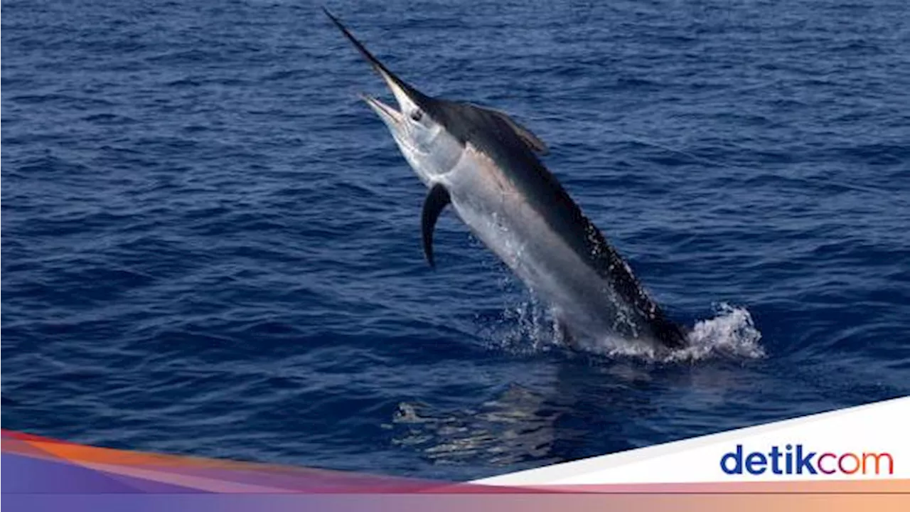 WN Italia Tewas Tertusuk Moncong Ikan Todak saat Surfing di Mentawai