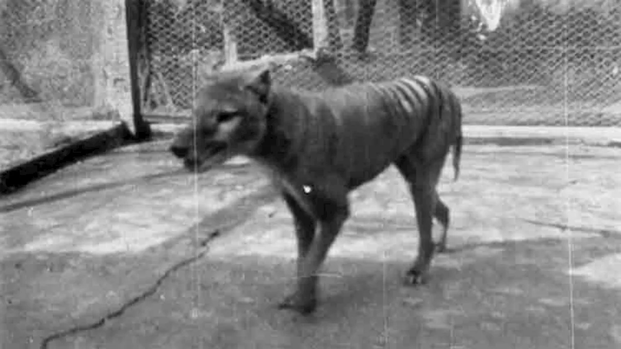 Scientists claim breakthrough to bringing back Tasmanian tiger from extinction