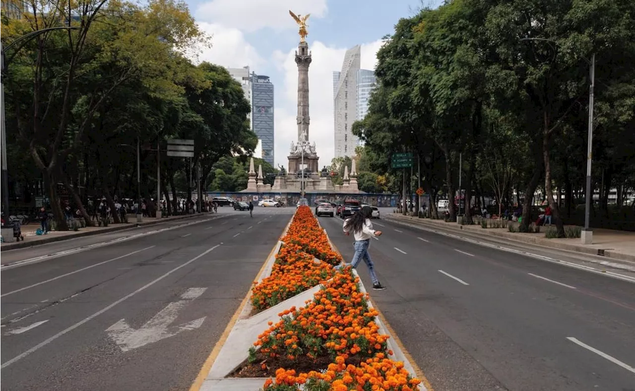 Cempasúchil pinta de naranja la CDMX: plantan más de 200 mil flores en vialidades como Reforma y Avenida Chapultepec