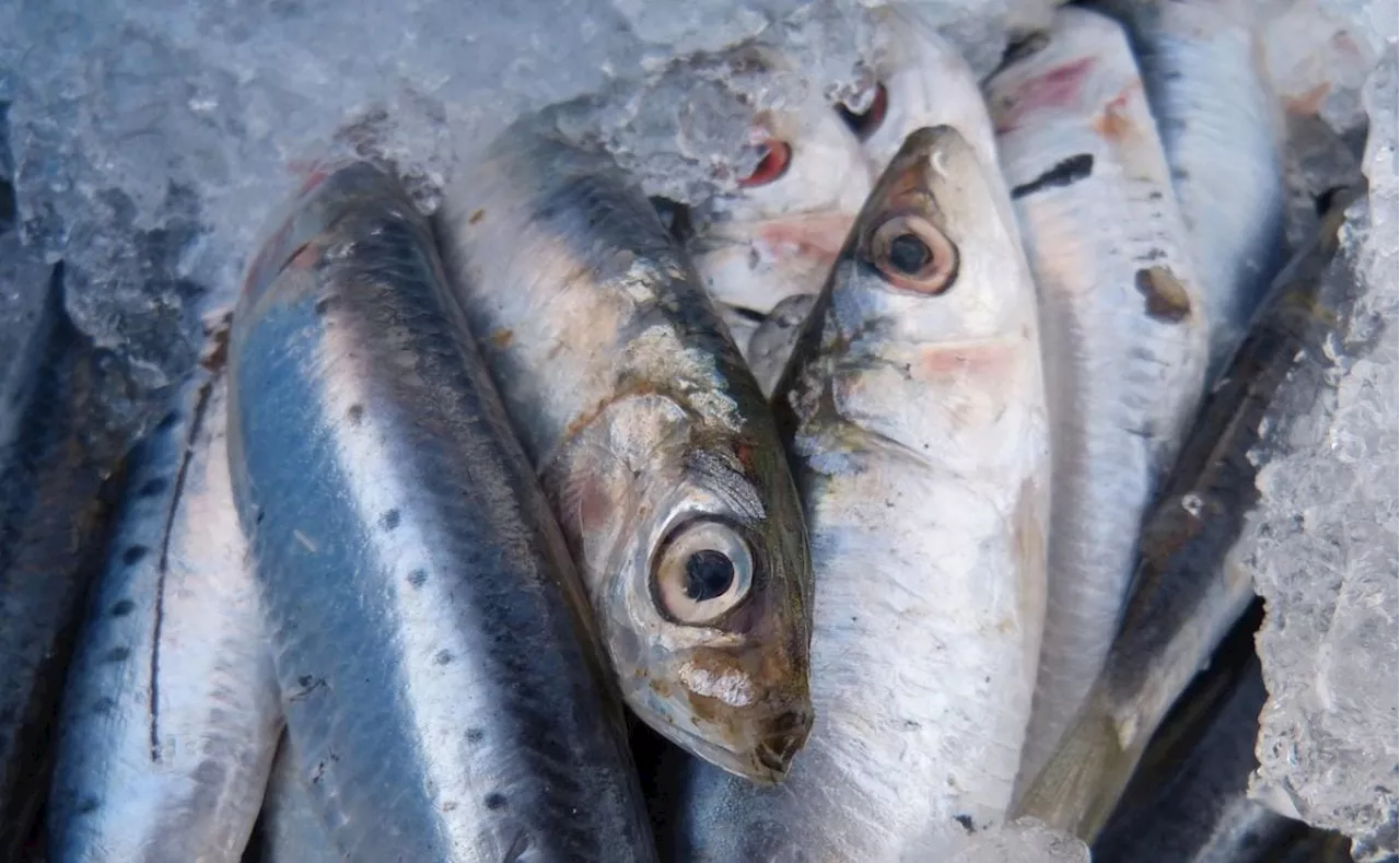 El tipo de pescado que previenen los ataques cardíacos y trombosis cerebral