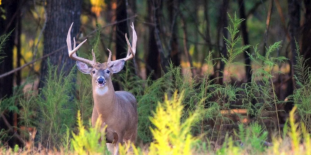 Deer on the Road: Cooler Temperatures Increase Threat to Alabama Drivers