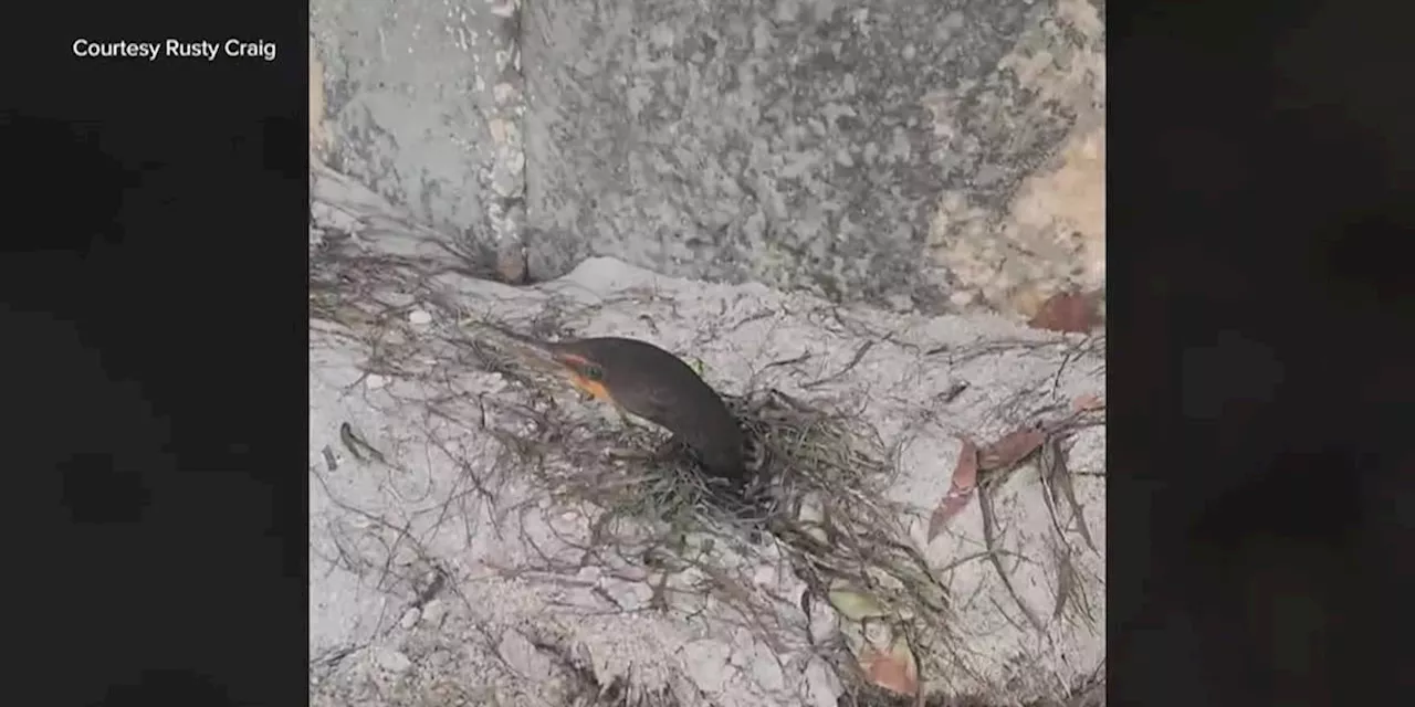 Seabirds found buried alive in sand after storm surge from Hurricane Milton