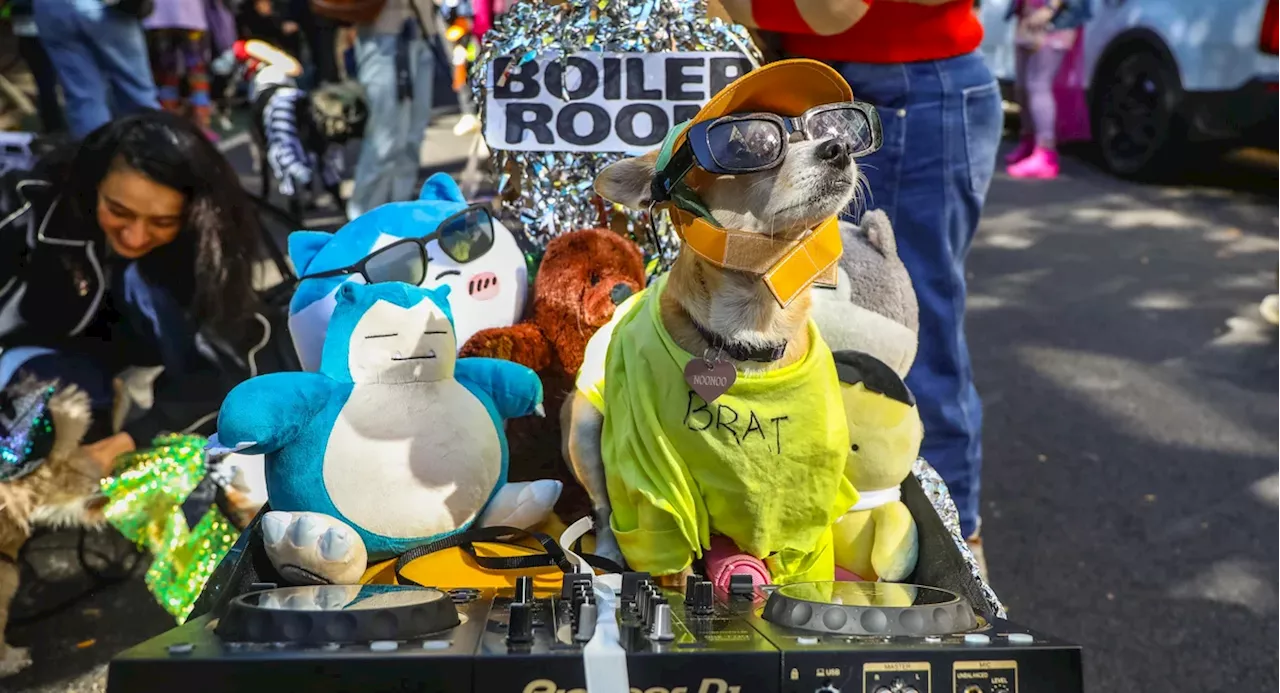 See the pup costumes at this year’s Tompkins Square Halloween Dog Parade