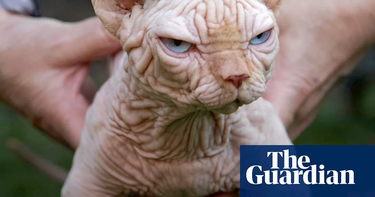 Mutant Cat Breed With Short Legs and No Whiskers Raises Health Concerns