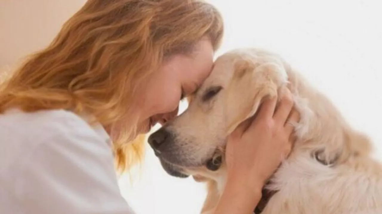 ¿Cuáles son las ventajas de adoptar un perro de raza labrador?