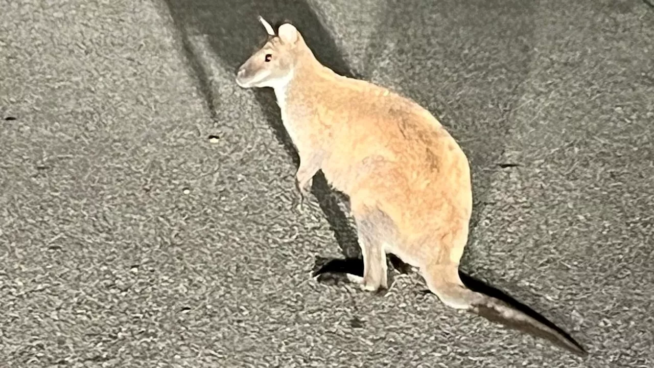 Autofahrerin traut Augen kaum - Deutschland: Känguru steht Apfel essend an Haltestelle