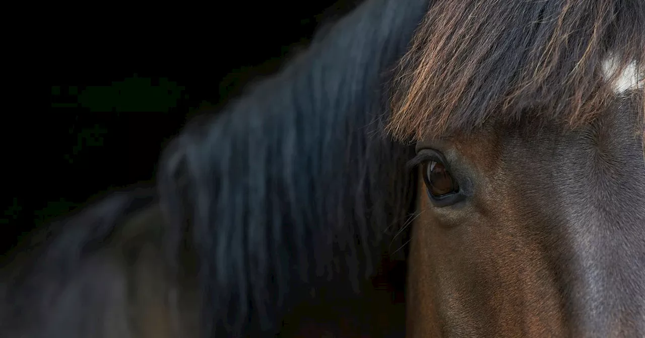 Horse found with legs removed in distressing Dublin discovery