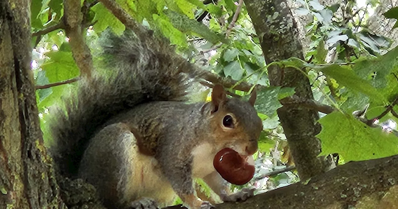 Grey squirrels don’t hibernate and they’d be nuts to eat conkers