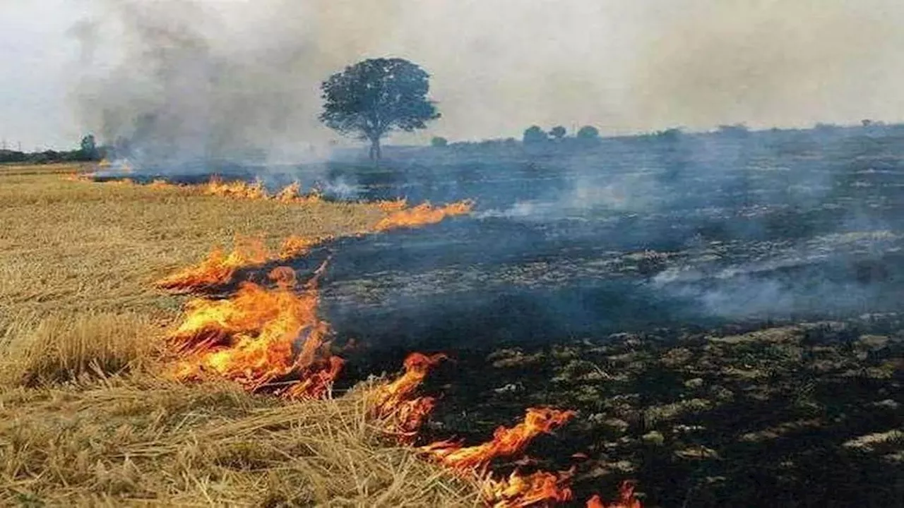 Stubble Burning: एफआईआर का भी नहीं दिखा खौफ, हरियाणा में अब तक 642 जगहों पर जली पराली