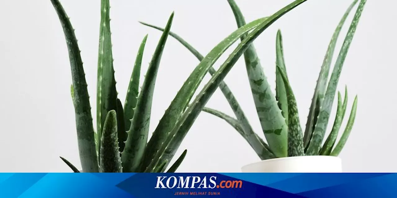 5 Tips Merawat Tanaman Lidah Buaya di Dalam Rumah agar Tumbuh Subur