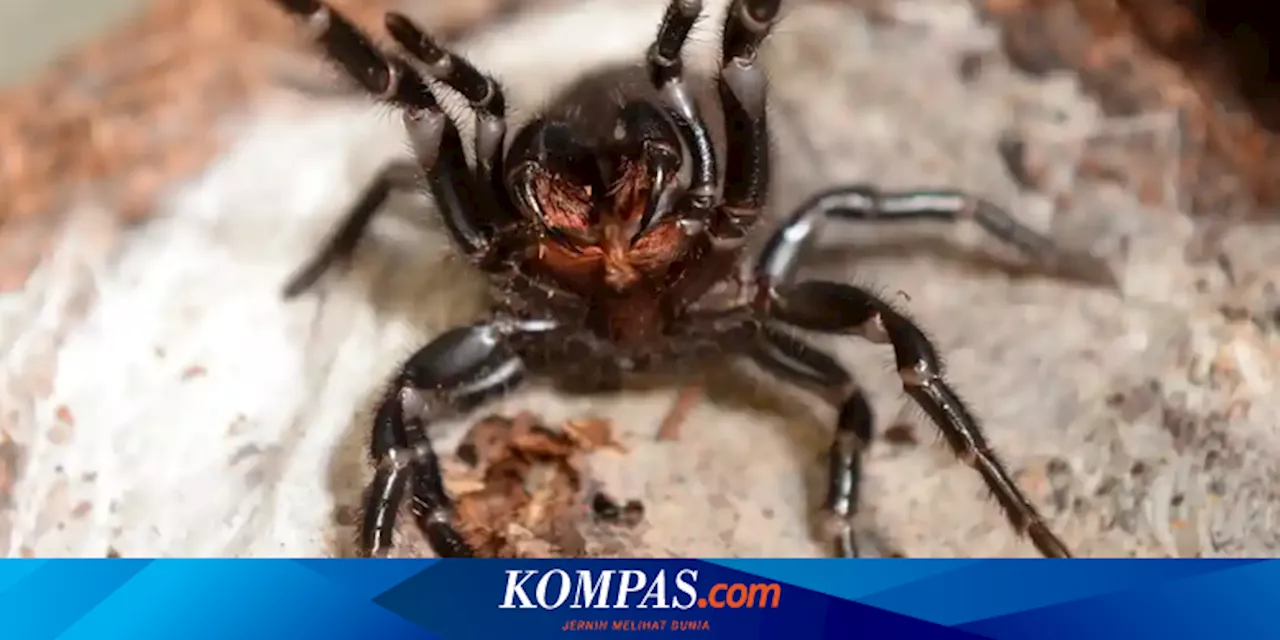 Peneliti Australia Kembangkan Obat Serangan Jantung dari Racun Laba-laba