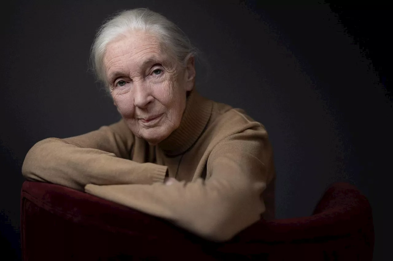 Biodiversité: la primatologue Jane Goodall appelle la COP16 à «l'action»