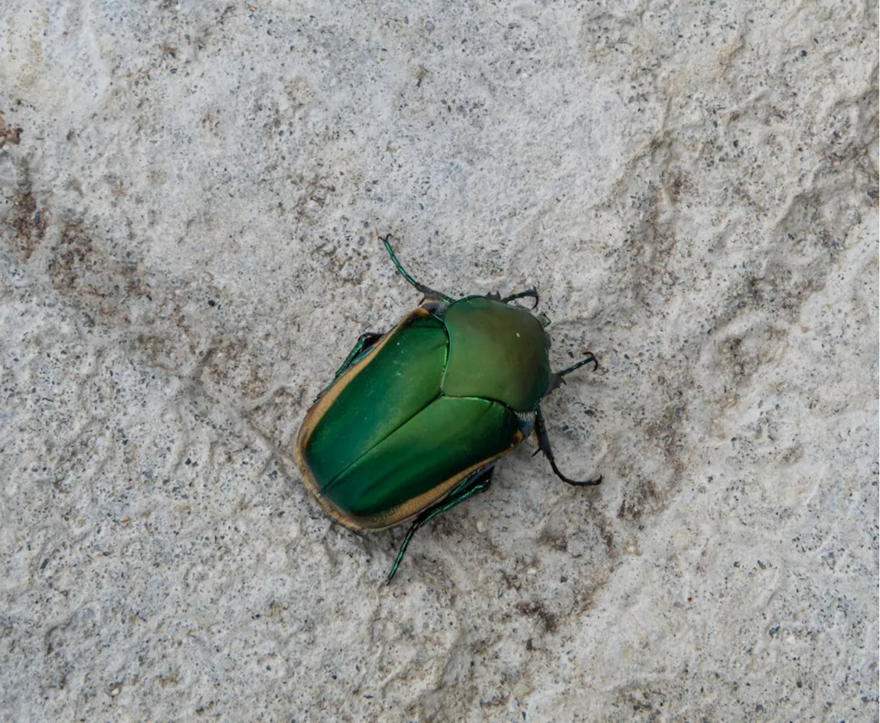 Fig Beetle Grubs Can Devastate Fruit Trees