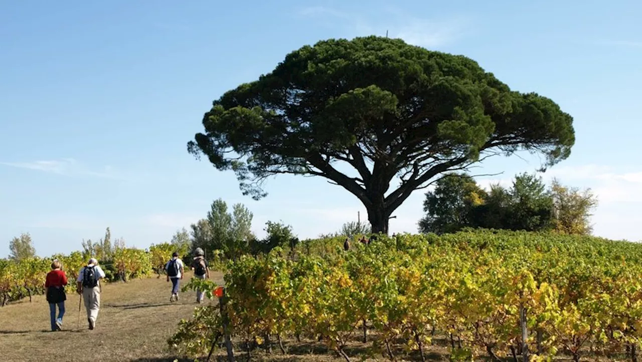 Rotary Gaillac-St-Michel : une marche contre la polio