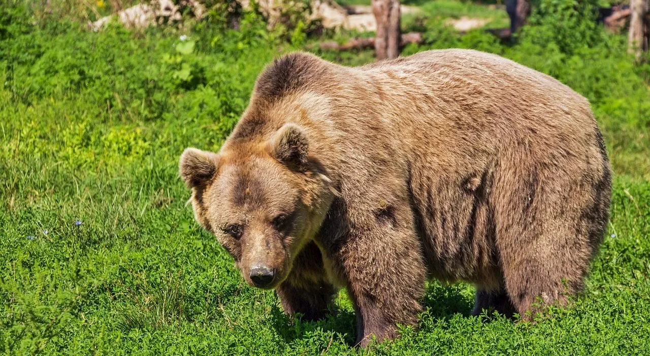 Orso aggredisce alle spalle un fungaiolo nel Trentino: l'uomo riesce a fuggire e mettersi in salvo