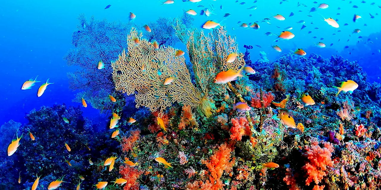 Réchauffement climatique : un espoir pour sauver les barrières de corail