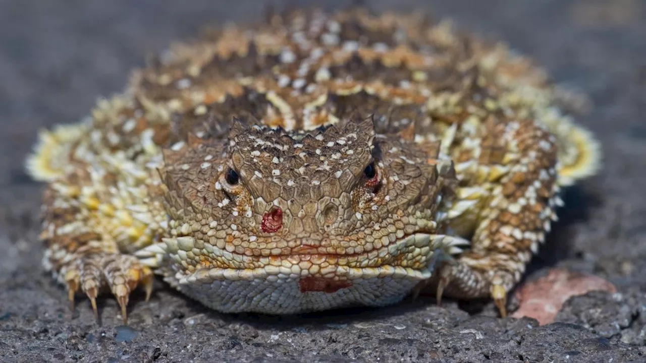 Short-horned lizard: The inflatable 'horny toad' that squirts toxic blood from its eyes