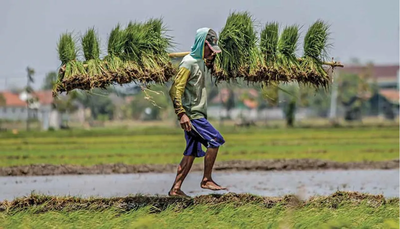 Sentra Padi Komitmen Terus Jaga Produksi