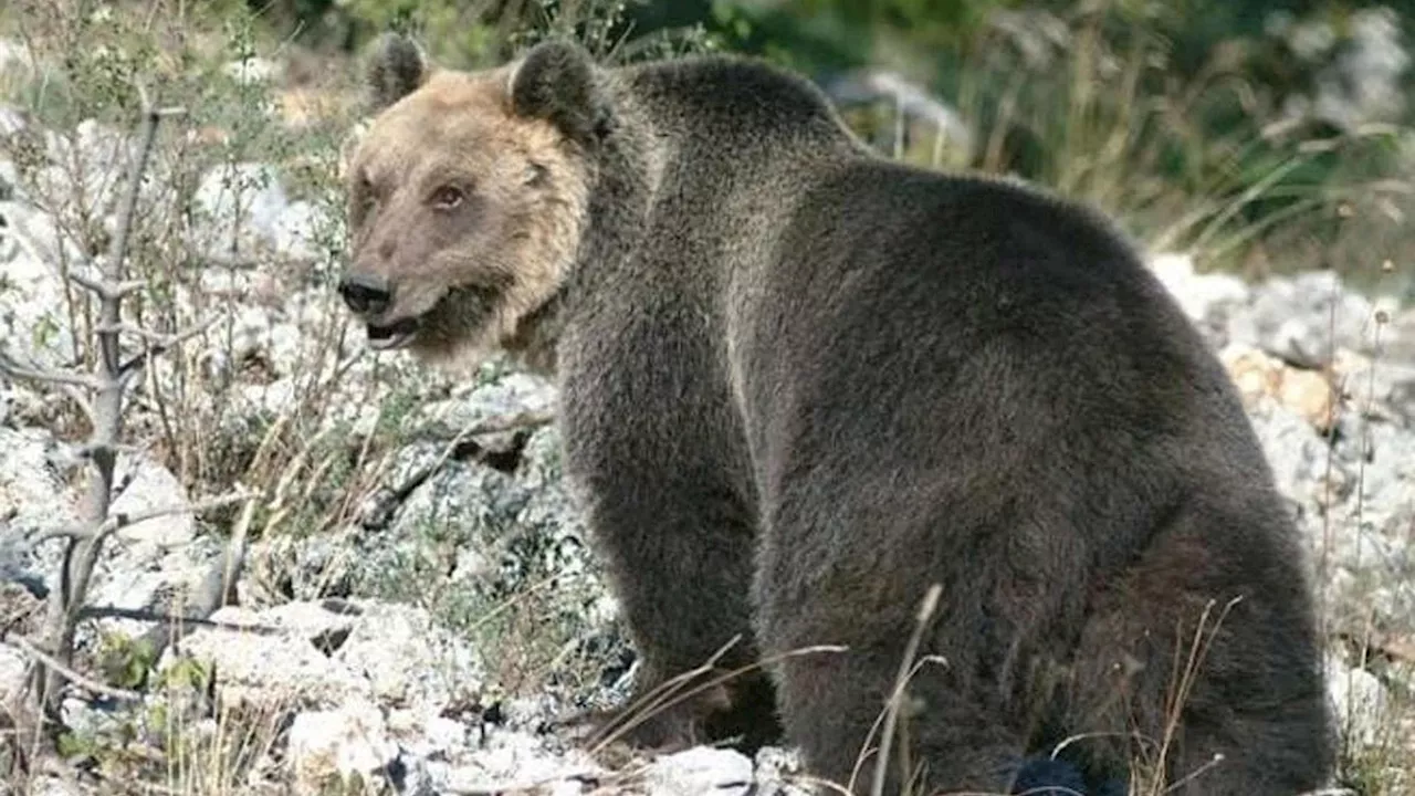 Fungaiolo aggredito da un orso in Trentino: parte procedura per abbattere animale