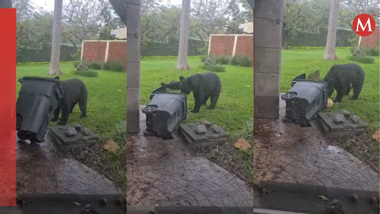 Captan a oso buscando comida en el patio de una casa al sur de Monterrey