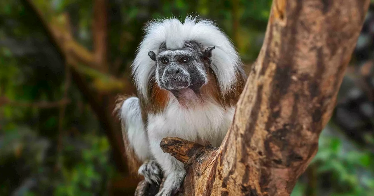 Nine Monkeys Die From Endemic Disease at Hong Kong Zoo