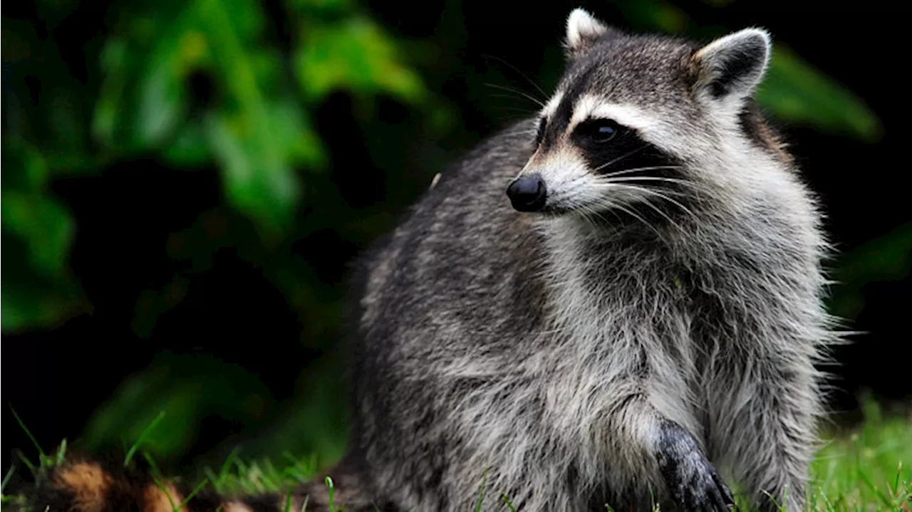 Rabid raccoon killed by family dog in backyard of Camden County home