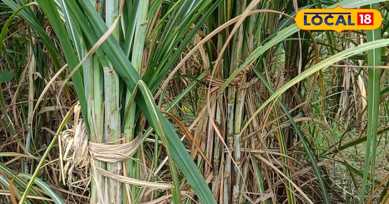 Sugarcane Farming: गन्ने के साथ करें सहफसली की खेती, बस इन बातों का रखें ध्यान; फिर कमाई होगी जमकर