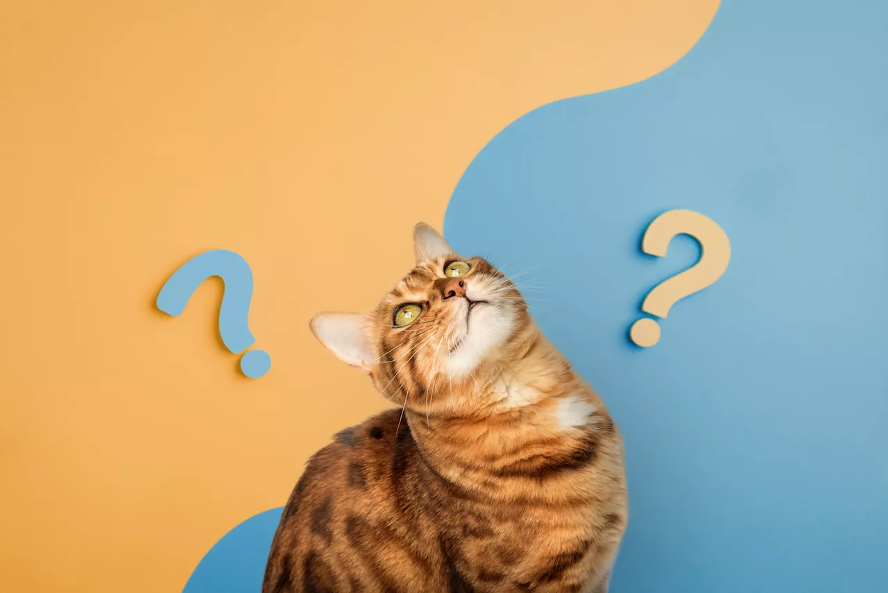 Watch Out Dogs—Cats Can Learn Words, Too