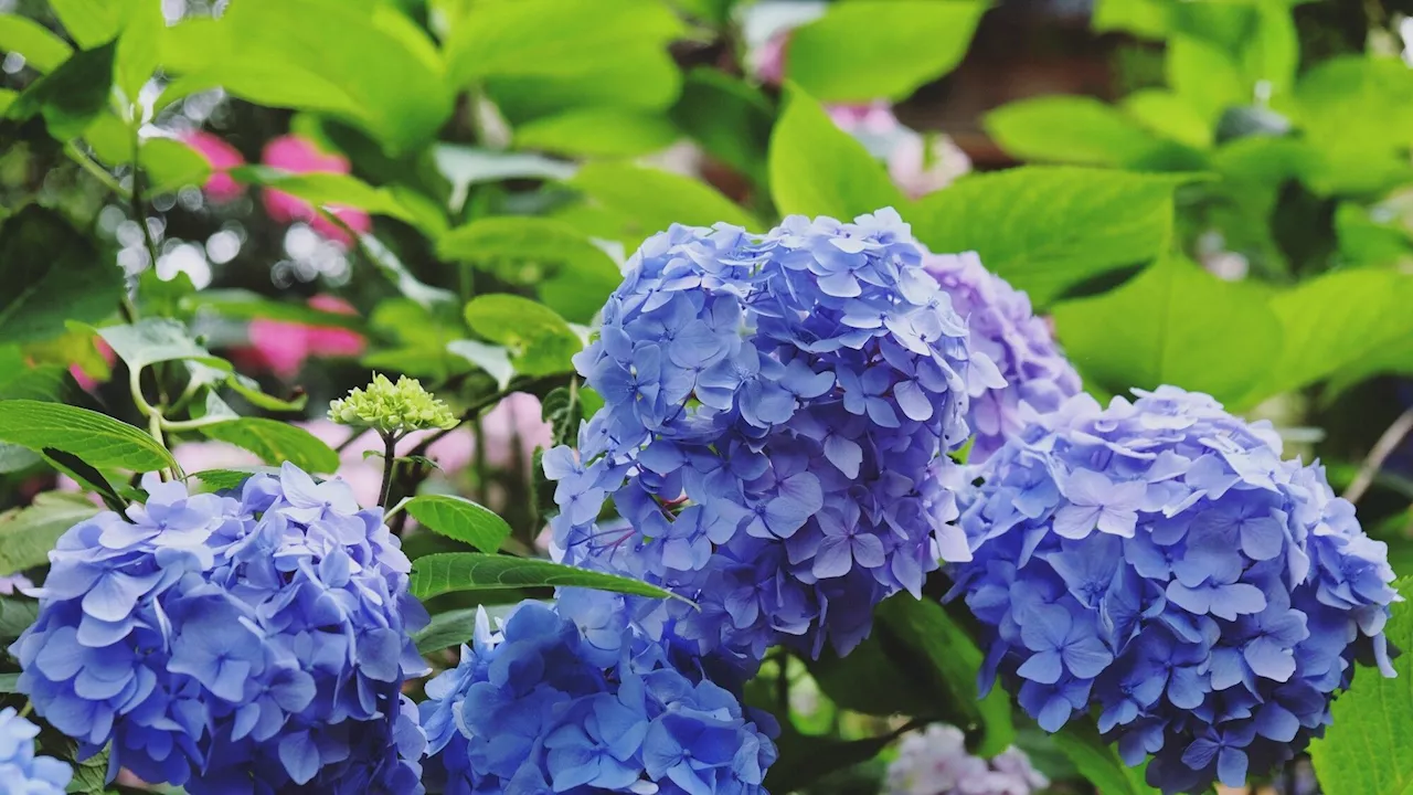 Jardin: comment faire une bouture d'hortensia?