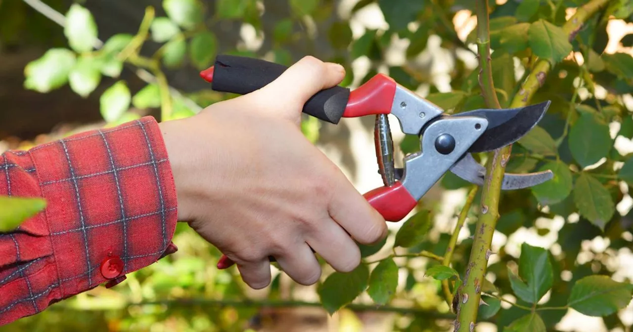 Monty Don warms 'so much to do' to avoid 'winter damage' for popular plant