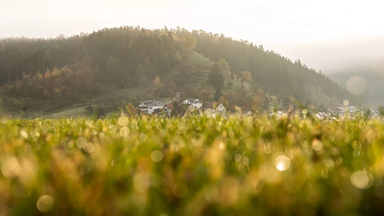 Baden-Württemberg: Sonne und Nebel in Baden-Württemberg erwartet