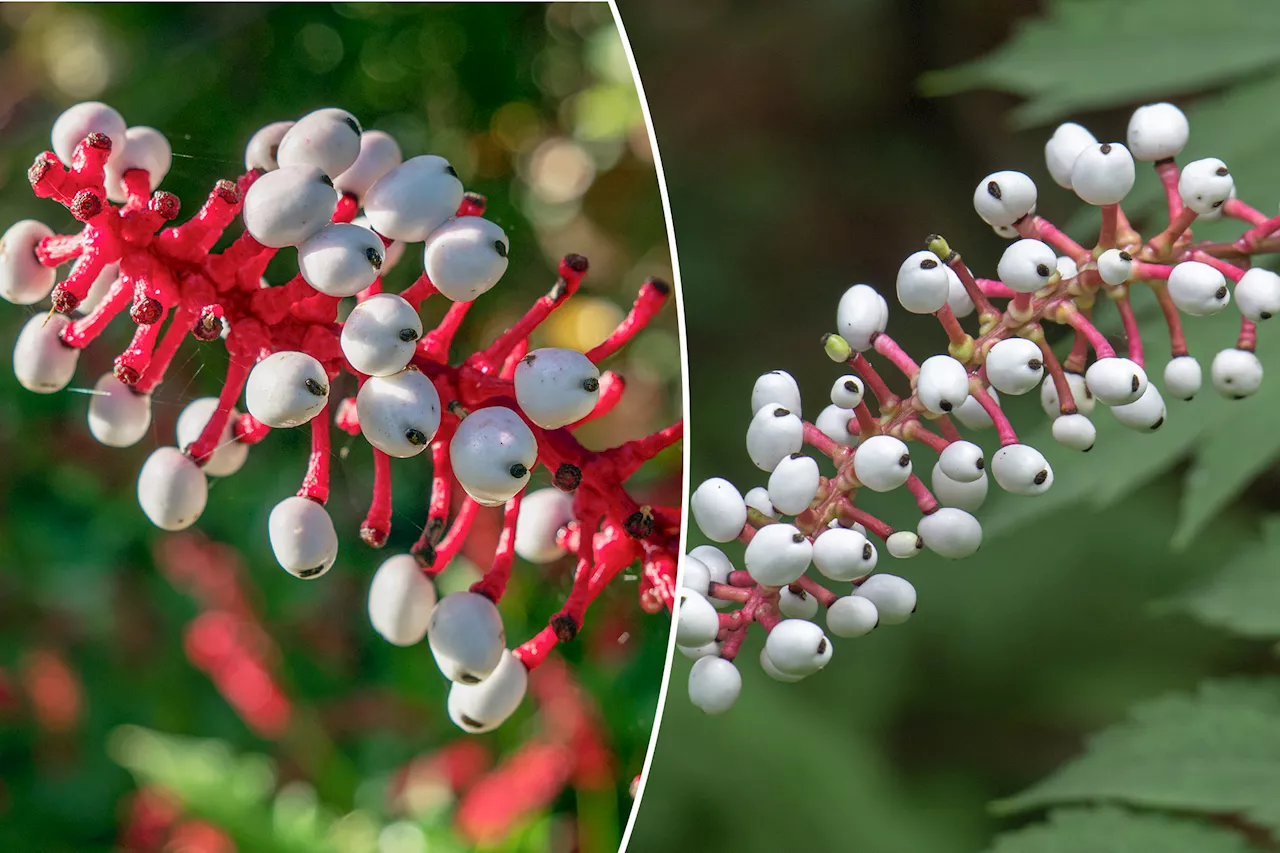 National Parks Service warns of 'nightmarish' toxic plant growing across US: 'Did it just blink?'