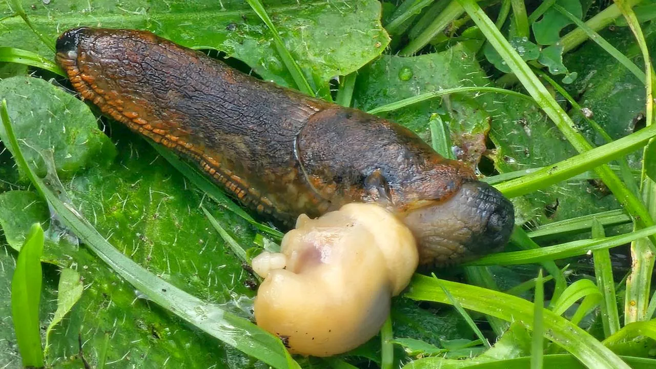 Deze naaktslak heeft een piemel op zijn hoofd, Frans Kapteijns herkent hem