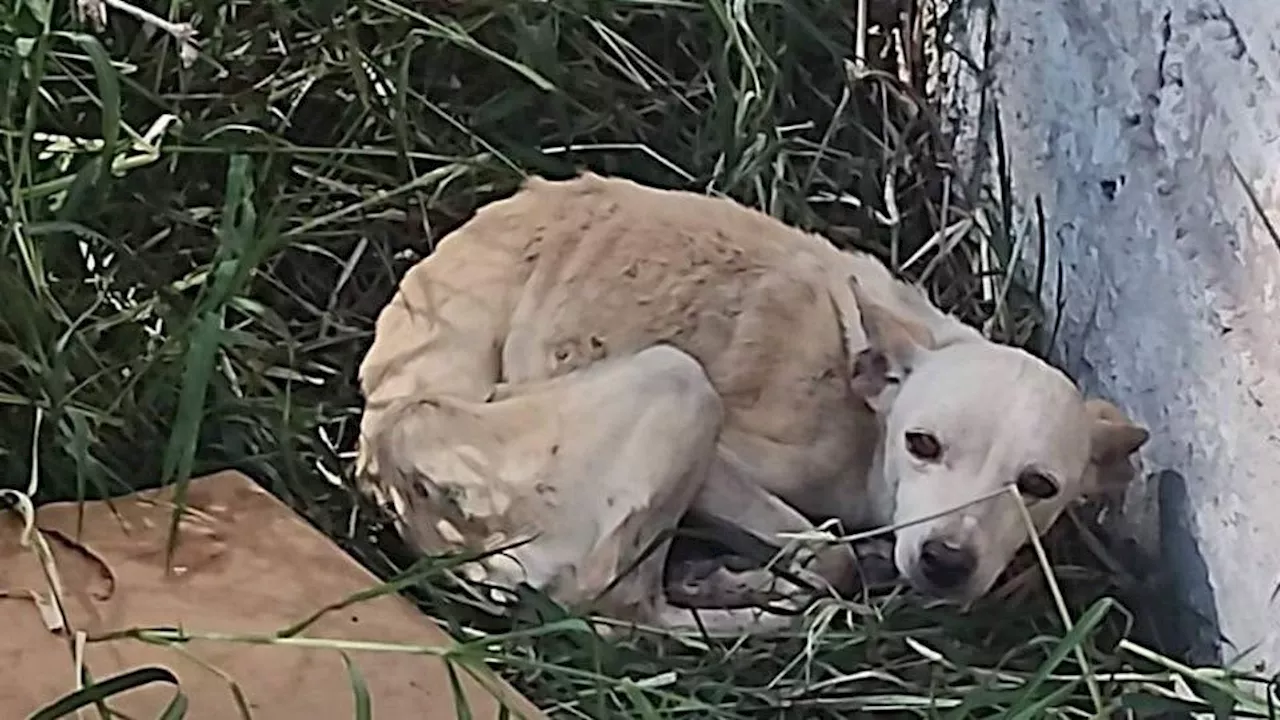 Grupos buscan actualizar reglamento municipal para sancionar maltrato animal en Salamanca