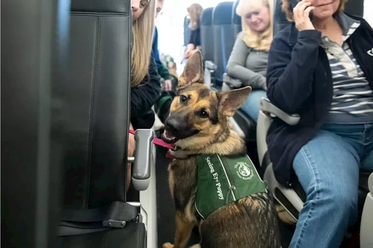 Service puppies in training take on Philadelphia International Airport like seasoned travelers