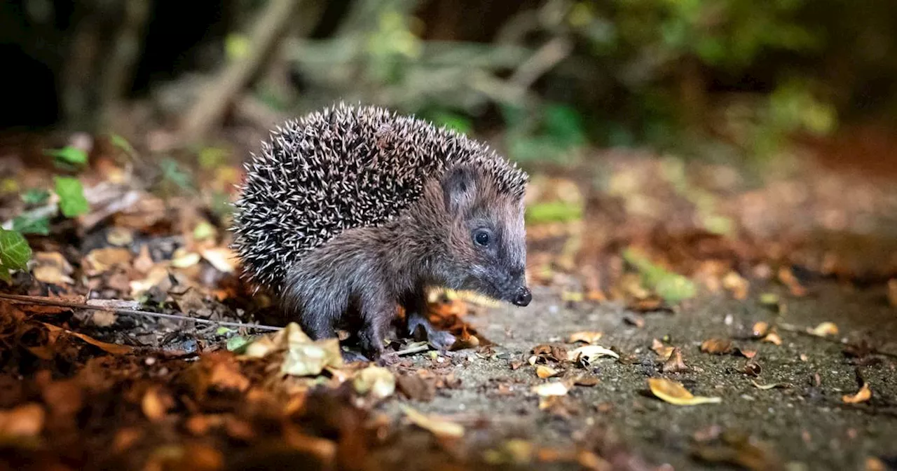 Igel haben in Deutschland eine miserable Zukunftsperspektive