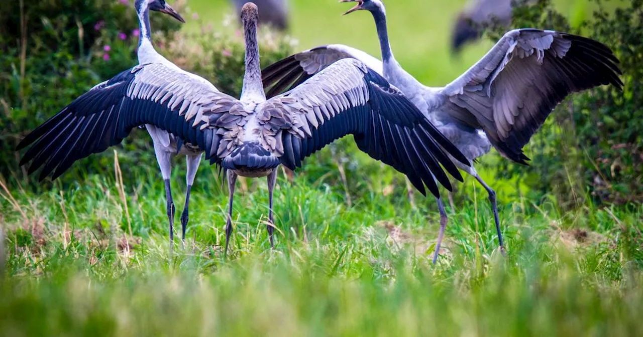 Kranichflug über NRW beginnt: Naturschauspiel mit Trompetenklang