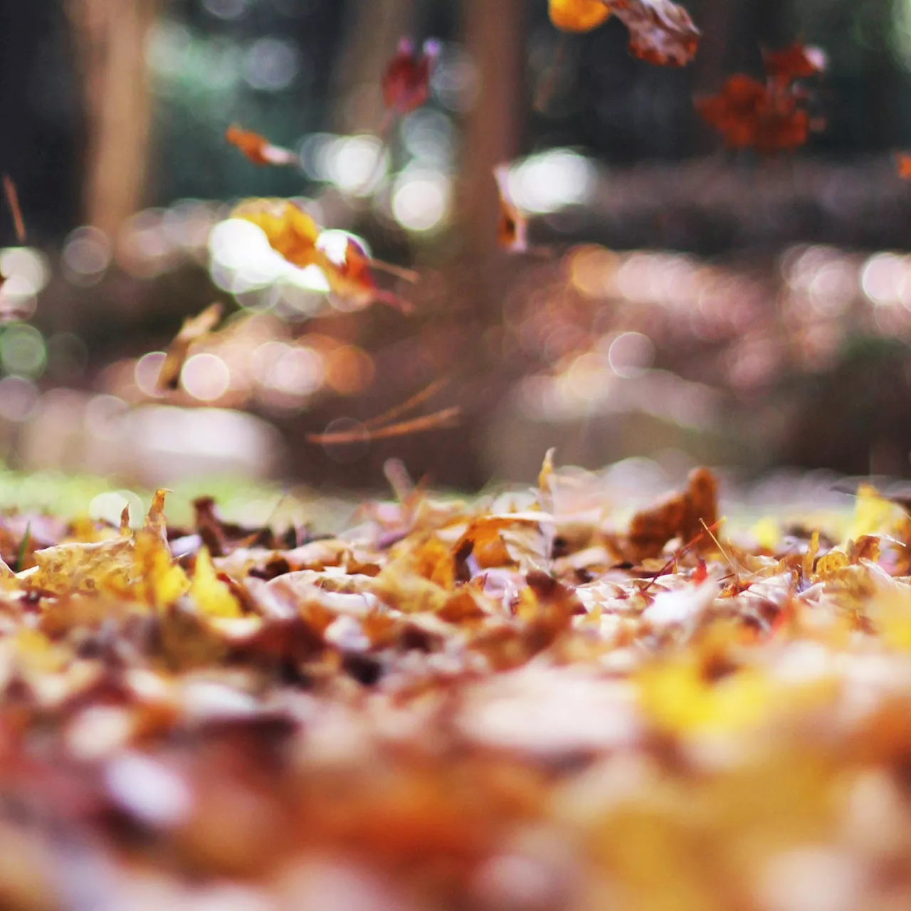 Orthographe : faut-il écrire 'automne' ou 'autone' ?