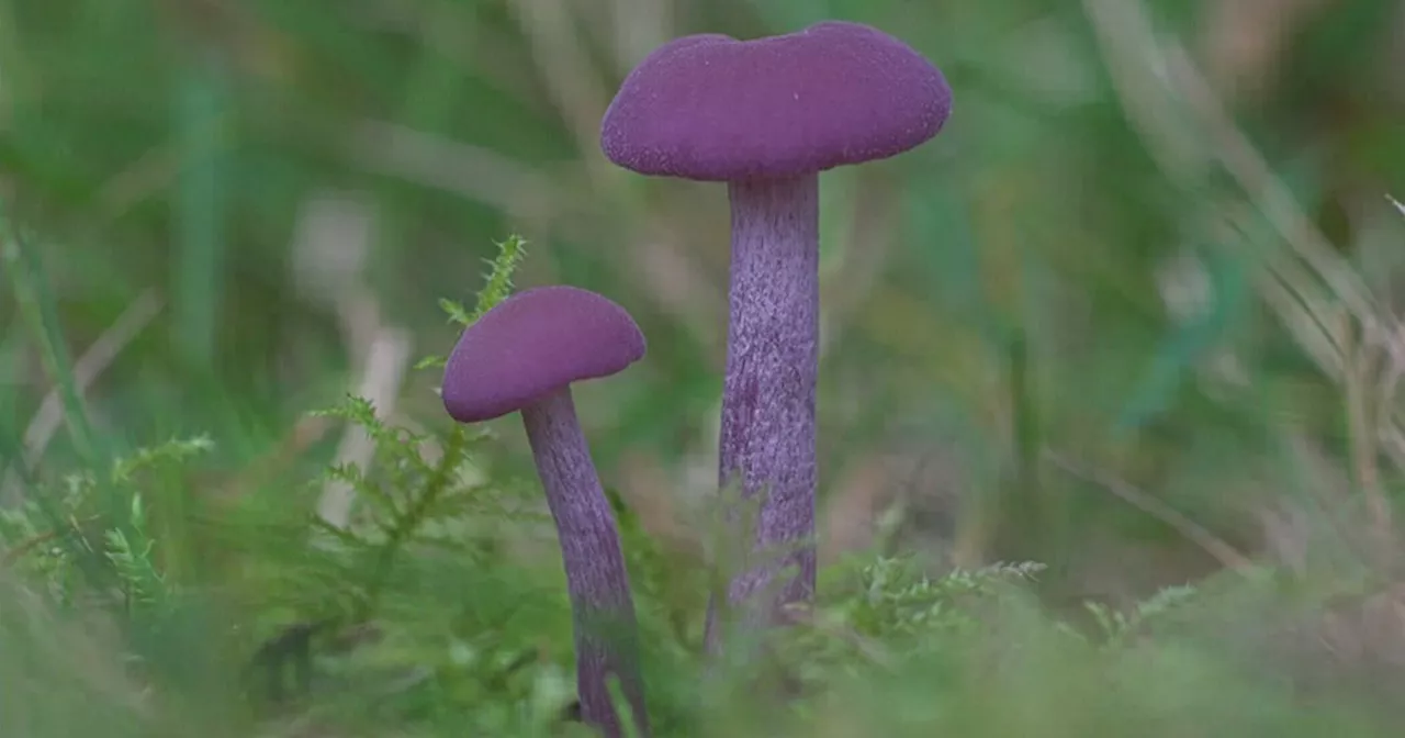 'Zwammen met Evert' over de rodekoolzwam: 'De kleur is mooi, de structuur is prachtig'