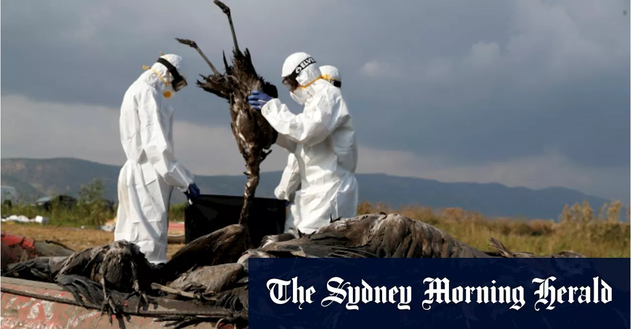 Wildlife emergency: Australia prepares for bird flu onslaught