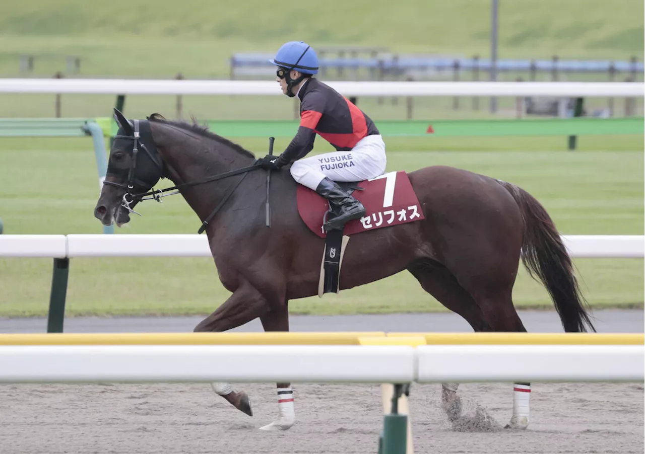 【富士Ｓ】セリフォスは末脚伸ばすも４着まで「メリハリをつけたかったのですが…」藤岡佑介騎手が敗因言及