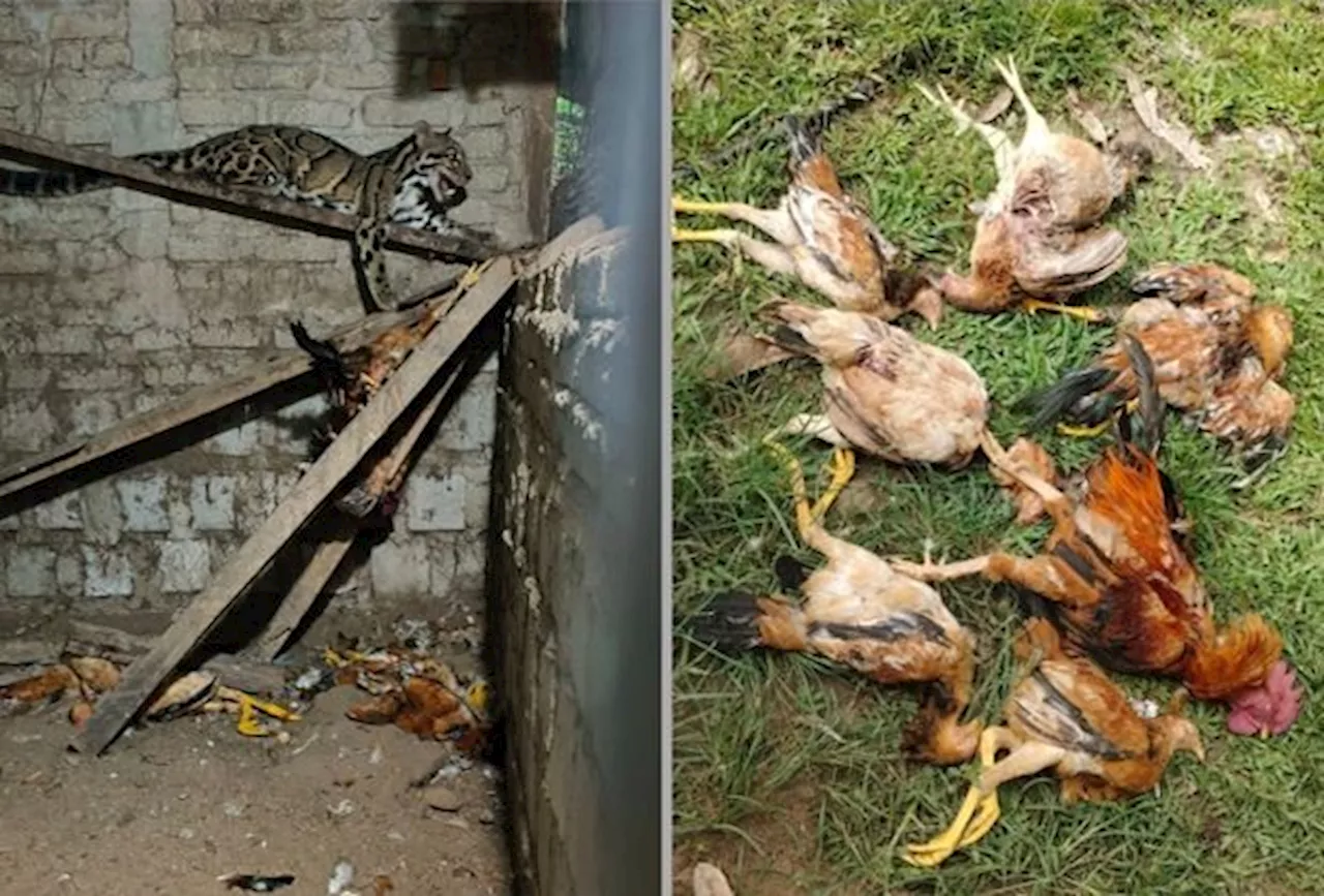 Clouded leopard caught in chicken coop