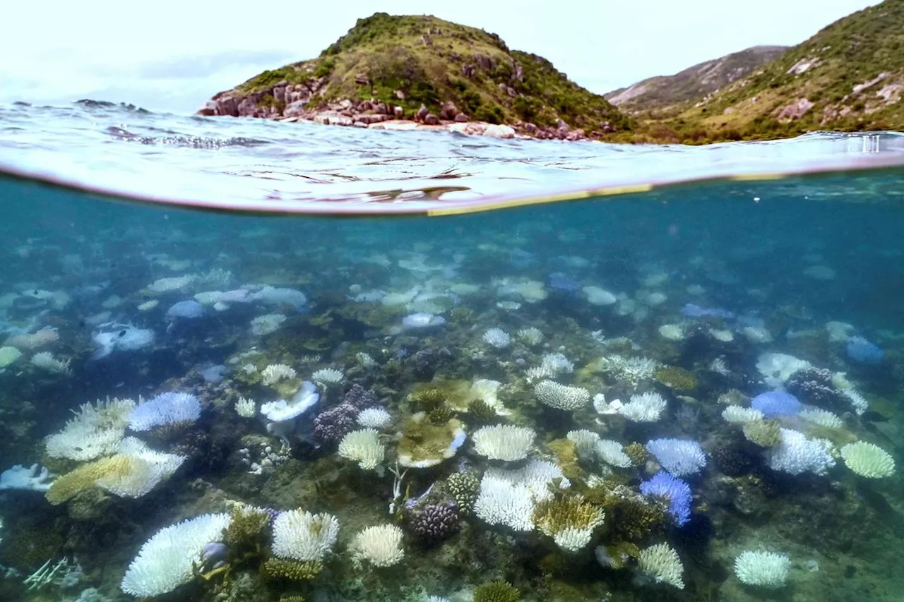 Réchauffement des océans : le blanchissement mondial des coraux atteint un niveau record, 77 % des récifs touchés