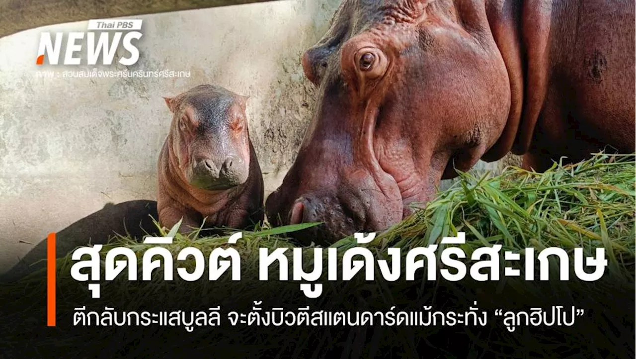 ตีกลับกระแสบูลลี แห่ชมความน่ารักลูกฮิปโป 'หมูเด้งศรีสะเกษ'